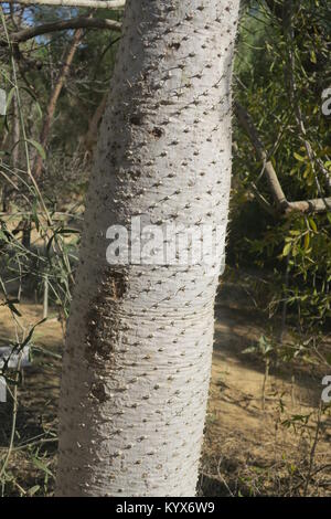 Pachypodium lamerei est espèces de Pachypodium, possède de grandes épines, laisse la plupart du temps juste en haut de l'usine. C'est succulent et souches proviennent de Madagascar. Banque D'Images