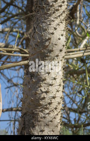 Pachypodium lamerei est espèces de Pachypodium, possède de grandes épines, laisse la plupart du temps juste en haut de l'usine. C'est succulent et souches proviennent de Madagascar. Banque D'Images