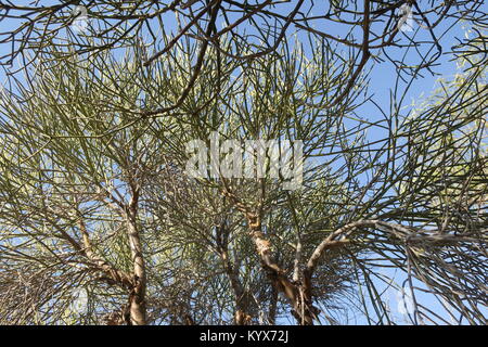 Euphorbia plagiantha est espèce de plante de la famille Euphorbiaceae, endémique à Madagascar. Son habitat naturel est les forêts humides tropicales et subtropicales. Banque D'Images
