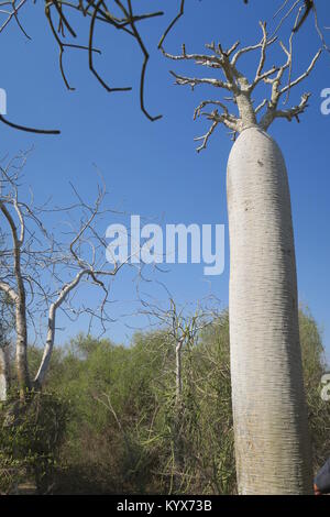 Pachypodium geayi est un arbre décoratif en forme de bouteille, de 4 à 7 m de hauteur, à tige et les branches gris métallique d'épaisseur et succulentes, Madagascar Banque D'Images