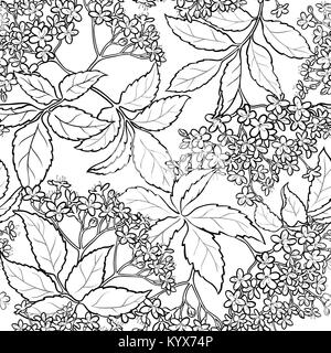 Branches de sureau motif transparent sur fond blanc Illustration de Vecteur