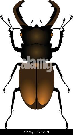 Stag beetle commune vue d'en haut, sur fond blanc Illustration de Vecteur