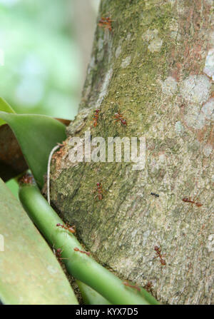 Durian fruit tronc de l'arbre et la vanille avec de la vigne en fourmis rouges entre, Zanzibar, Tanzanie. Banque D'Images