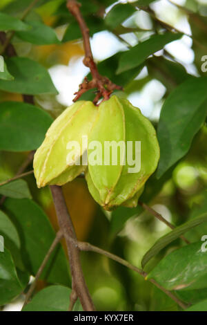 Deux starfruits sur de plus en plus, la direction générale (Averrhoa carambola), Ferme d'épices, Zanzibar, Tanzanie. Banque D'Images