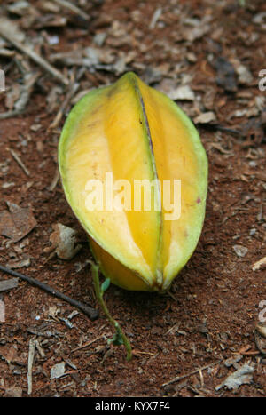 Sur le terrain, caramboles (Averrhoa carambola), Ferme d'épices, Zanzibar, Tanzanie. Banque D'Images