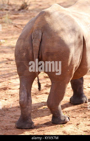Les rhinocéros noirs de derrière (Diceros bicornis) à Victoria Falls Private Game Reserve, Zimbabwe. Banque D'Images