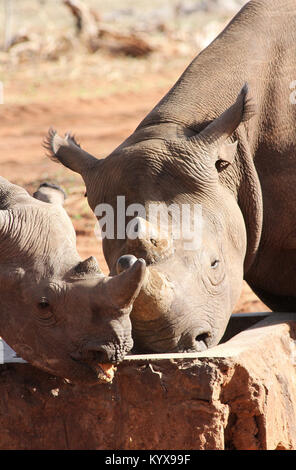 Les rhinocéros noir avec des cornes déposée pour protéger des braconniers, rhino (Diceros bicornis) à Victoria Falls Private Game Reserve, Zimbabwe. Banque D'Images