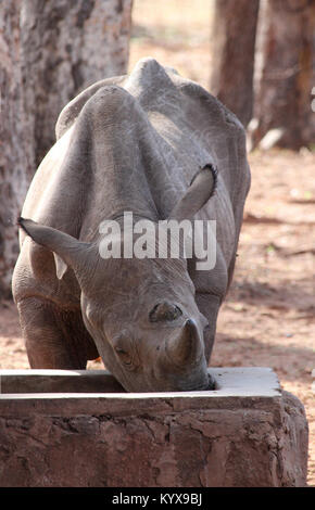 Les rhinocéros noirs mangeant de mangeoire, (Diceros bicornis) à Victoria Falls Private Game Reserve, Zimbabwe. Banque D'Images