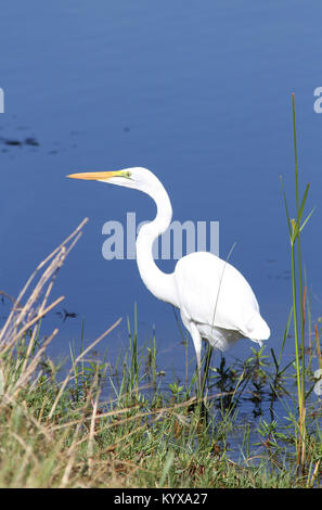 Grande Aigrette debout sur les bords de la rivière avec des roseaux, près de Victoria Falls au Zimbabwe. Banque D'Images