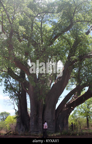 L'homme à la base du baobab, réserve privée de Victoria Falls, Zimbabwe. Banque D'Images