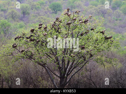 Les vautours à dos blanc en assis dans arbre, réserve privée de Victoria Falls, Zimbabwe. Banque D'Images