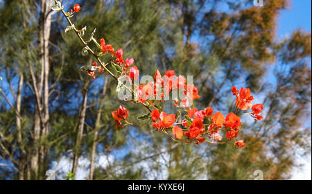 Succursale de Poinciana - arbres en fleurs - rouge contre l'arrière-plan flou de gommiers et d'un ciel bleu Banque D'Images