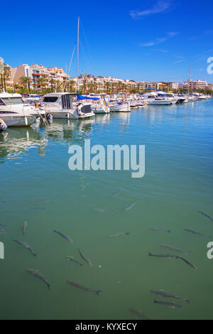 Port de Alcudia, Majorque, Iles Baléares, Espagne, Europe Banque D'Images