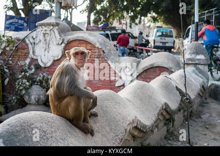 Swoyambhu Stupa (Monkey temple), Katmandou, Népal, Asie. Banque D'Images