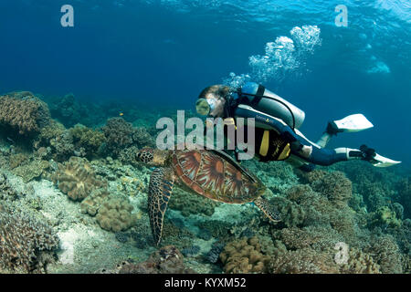 Taucher und Gruene Meeresschildkroete (Chelonia mydas) Suppenschildkroete Riesenschildkroete oder auch genannt, Moalboal, Cebu, Philippinen, Indo-Pazi Banque D'Images