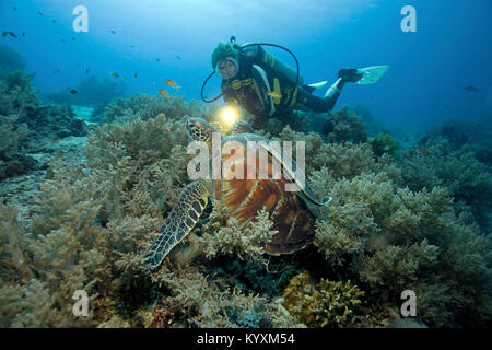 Taucher und Gruene Meeresschildkroete (Chelonia mydas) Suppenschildkroete Riesenschildkroete oder auch mit genannt, Schiffshalter, Panglao, Bohol, vis Banque D'Images