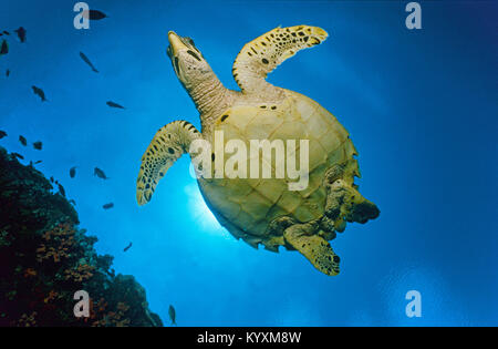 La tortue imbriquée (Eretmochelys imbricata), îles Maldives, océan Indien, Asie Banque D'Images
