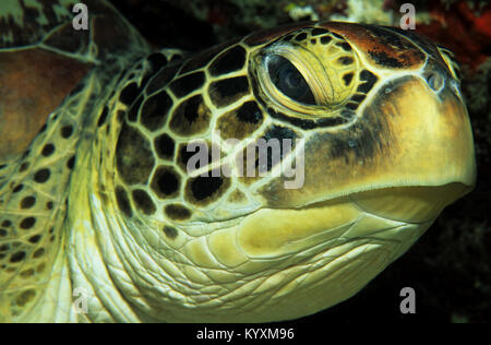 Tortue verte (Chelonia mydas), îles Maldives, océan Indien, Asie Banque D'Images