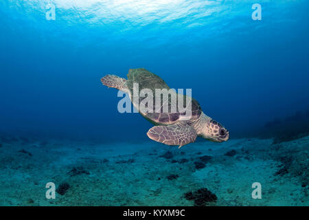 Luth caouanne (Caretta caretta), Kas, l'ancienne Lycie, Turquie, mer Méditerranée Banque D'Images