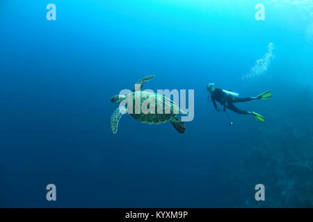 Scuba Diver et la tortue imbriquée (Eretmochelys imbricata), Moalboal, Cebu island, Philippines, Asie Banque D'Images