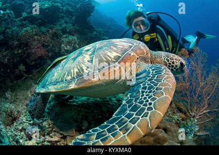 Scuba Diver et tortue verte (Chelonia mydas), Moalboal, Cebu island, Philippines, Asie Banque D'Images