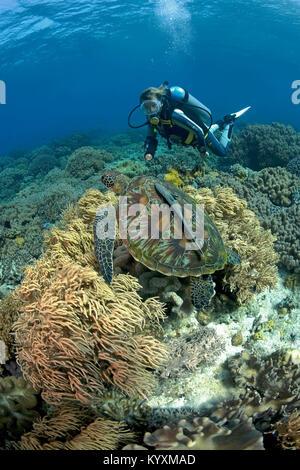 Scuba Diver et tortue verte (Chelonia mydas), Moalboal, Cebu island, Philippines, Asie Banque D'Images
