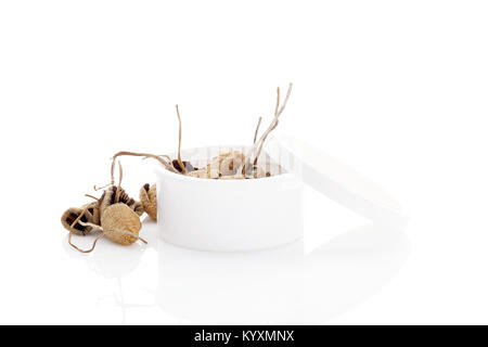 Séché médicaux les champignons magiques en pot isolé sur fond blanc. Banque D'Images