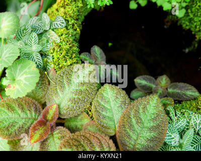 Episcia cupreata ou flammes violettes et Fittonia albivenis plantées sur des poteries en terre cuite Banque D'Images