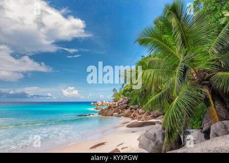 Palmiers sur la plage tropical exotique. Des vacances d'été et vacances arrière-plan. Banque D'Images