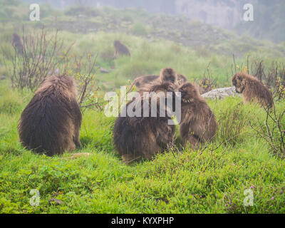 Gélada (Theropithecus gelada) des singes dans les montagnes Semien, Éthiopie. Banque D'Images