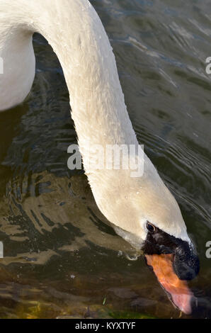 Cygne muet en quête de nourriture. Banque D'Images