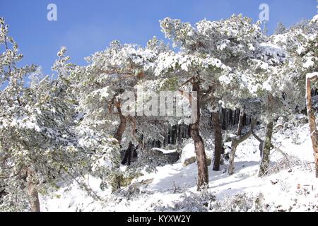 Neve em Manzaneda, montanha, Frio Banque D'Images