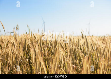 Wind turbine entre les oreilles d'or de cultures de céréales. La turbine éolienne est respectueux de l'environnement source d'énergie. La récolte de blé les oreilles. Les cultures se sont réunis Banque D'Images