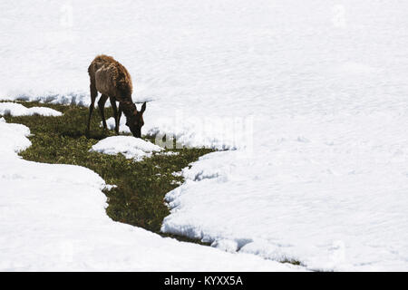 Les cerfs mangent de l'herbe sur champ neigeux Banque D'Images