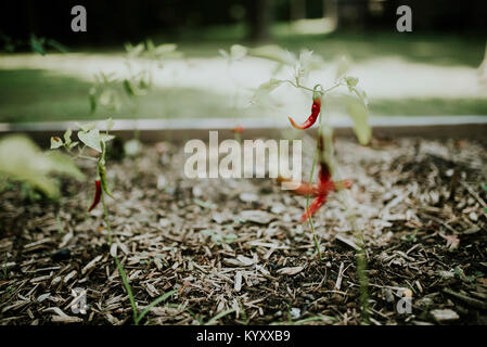 Piment rouge croissant sur les plantes en jardin potager Banque D'Images