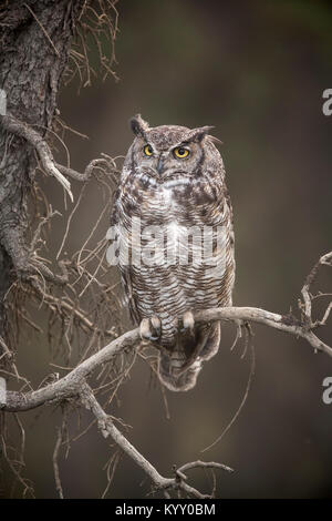 Grand-duc d'Amérique (Bubo virginianus) perché dans un arbre, Teklanika, Denali National Park, Alaska Banque D'Images