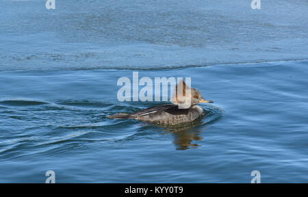 Canard femelle harle couronné (Lophodytes cucullatus) hen natation dans l'eau sur la moitié d'hiver gelé lake Banque D'Images