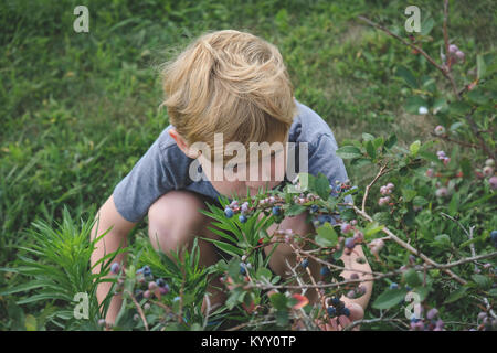 Portrait of boy picking les bleuets à farm Banque D'Images