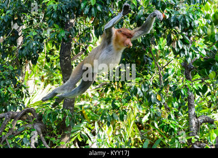 Saut de singe proboscis (Nasalis larvatus), Labuk Bay Proboscis Monkey Sanctuary, près de Sandakan, Bornéo, Sabah, Malaisie Banque D'Images