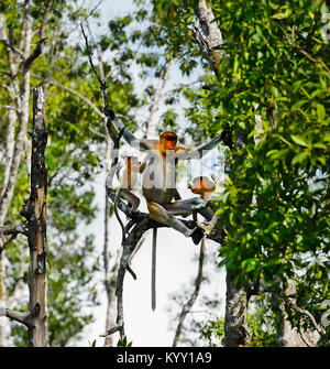 Une famille de singes nasiques (Nasalis larvatus), de singes Proboscis, Labuk Bay, près de Sandakan, Bornéo, Sabah, Malaisie Banque D'Images