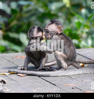 Lits jumeaux adorables macaques à longue queue (Macaca fascicularis) de jouer, Labuk Bay, près de Sandakan, Bornéo, Sabah, Malaisie Banque D'Images