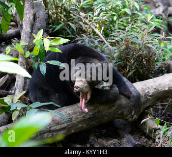 En voie de disparition (ours malais Helarctos malayanus) tirant la langue, Sun Bear Conservation Centre, Sepilok, Bornéo, Sabah, Malaisie Banque D'Images