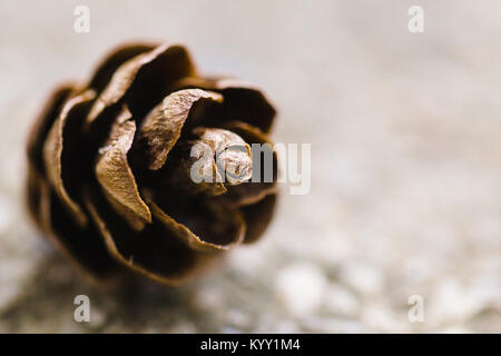 Close-up of dry pine cone Banque D'Images