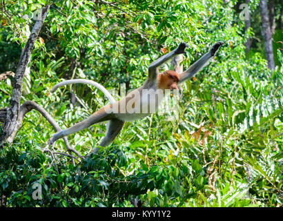 Saut de singe proboscis (Nasalis larvatus), Labuk Bay Proboscis Monkey Sanctuary, près de Sandakan, Bornéo, Sabah, Malaisie Banque D'Images