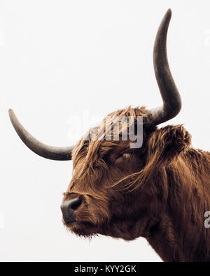 Low angle view of Highland cattle against clear sky Banque D'Images