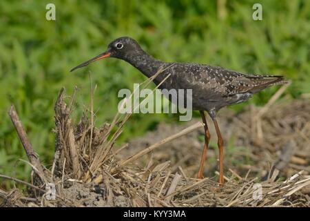 Homme chevalier arlequin (Tringa erythropus) sur le terrain Banque D'Images