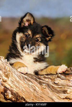 Un joli chien, chiot Berger islandais, long-hair femelle tricolore noir, s'appuyant sur un tronc d'arbre détendue, Allemagne Banque D'Images