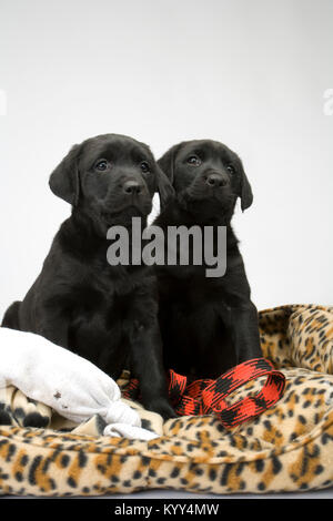 Deux mignon chiots labrador noir posant docilement sur leur lit de chien Banque D'Images