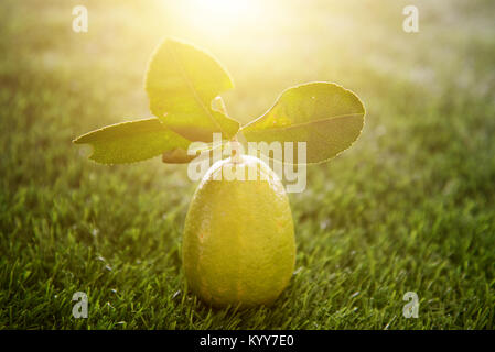Citron frais biologique avec des feuilles sur fond de pelouse verte, l'imparfait avec les piqûres, sans pesticide. Banque D'Images