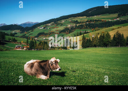 Vache Alpine vous détendre sur pré vert en italien Dolomites Alpes, vallée de Funes, Trentin-Haut-Adige, Italie à l'automne Banque D'Images